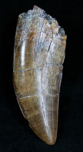 Daspletosaurus Tooth - Tyrannosaur Tooth